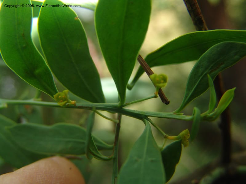 Osyris lanceolata--So.Africa. Mpumal. Buffelskloof Private Nat. Res. 17 Mch 05. 242.jpg