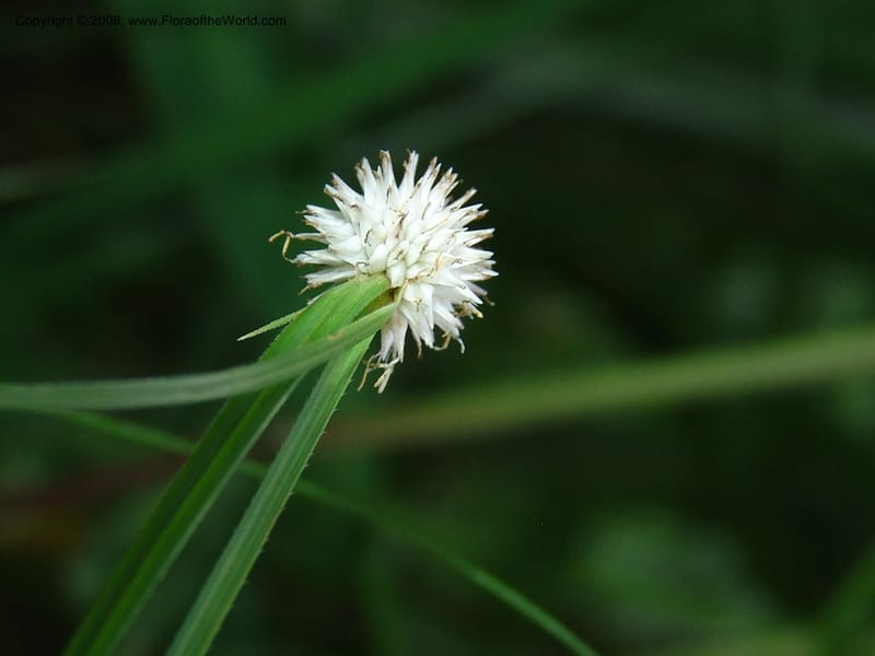 Cyperus, R.Gereua6842--Tanz. Mzelezi For. Res.  Mahenge-Sali. 15 Feb 06. 079.jpg