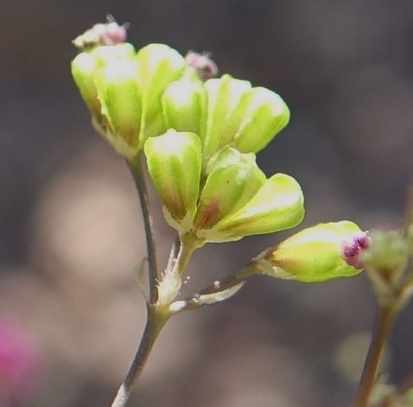 Boerhavia diffusa var. leiocarpa, Fortunato 13150--Argentina. S. of San Augustin. Las Bretes. 8 Feb 2018. DSC09370 (193).JPG