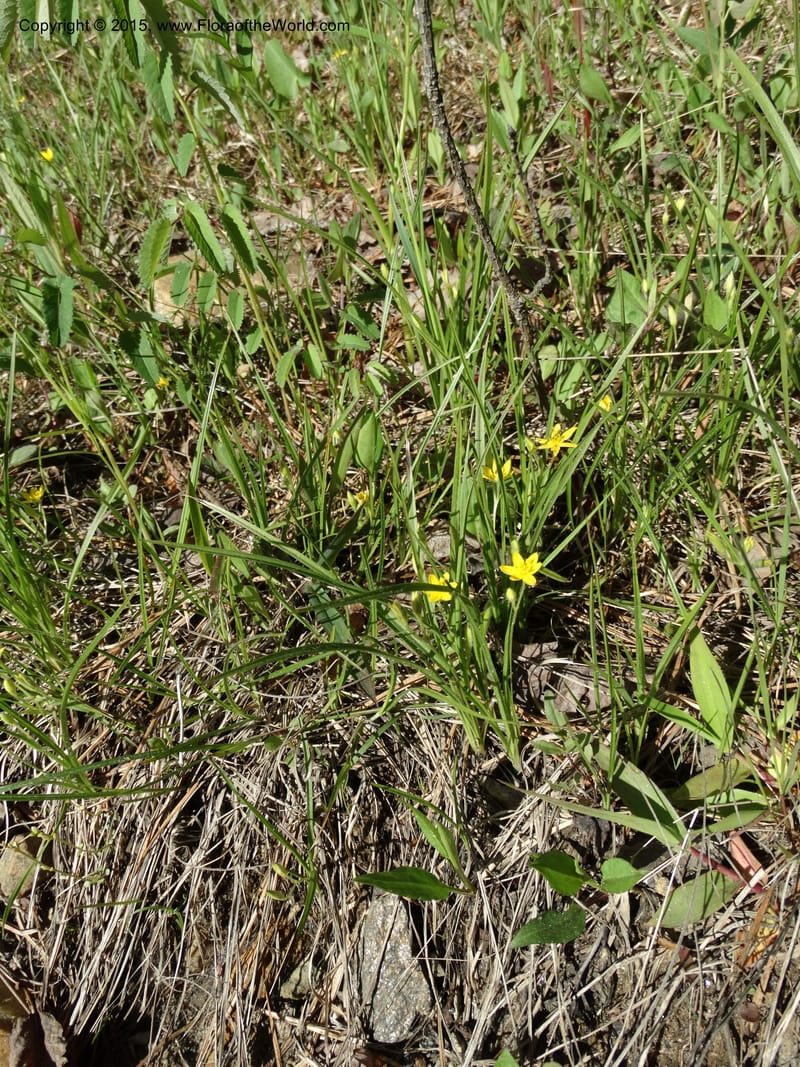 Hypoxis hirsuta, Davidson, C 12977--North Carolina. Clay Co. Buck Cr. 13 May 2015. DSC04619 (118).JPG