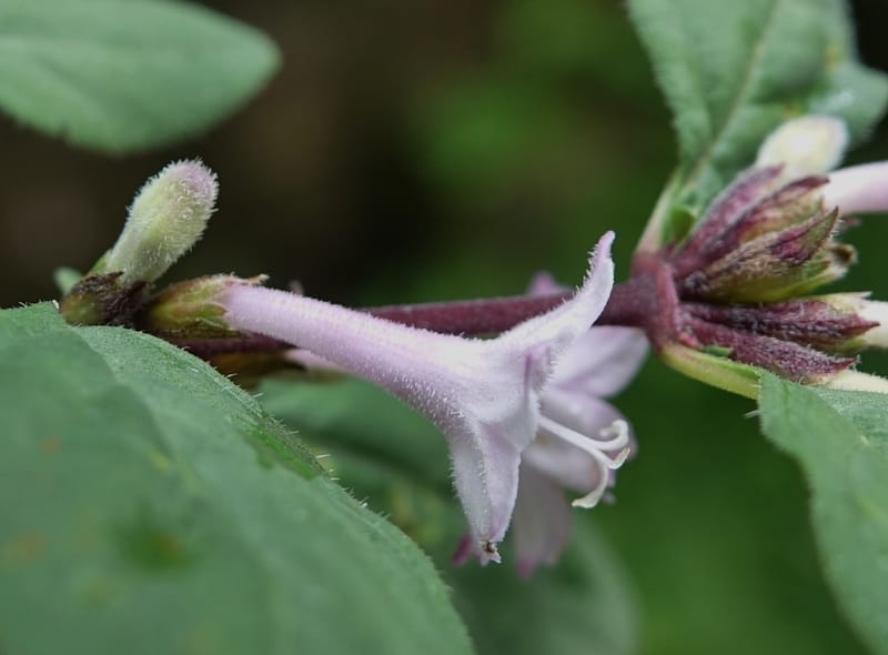 Leptodermis pilosa var. pilosa, C. Davidson 13764--China. Sichuan. Yibailingba-gou. 12 Aug 2017. DSC04660 (284).JPG