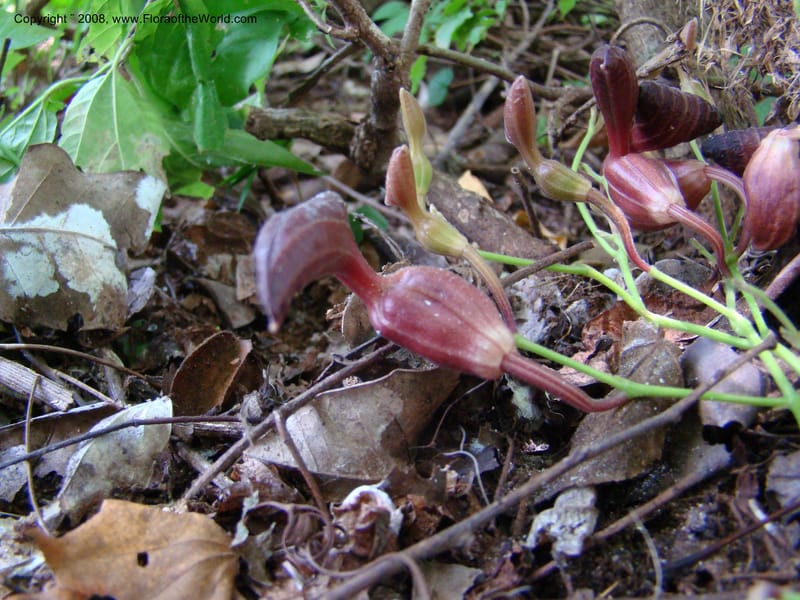 Aristolochia maxima, NMartinezM2422--MX. Chiapas. Jiquipilas. Cerro el Campanario. 14 Sep 08. 074.jpg