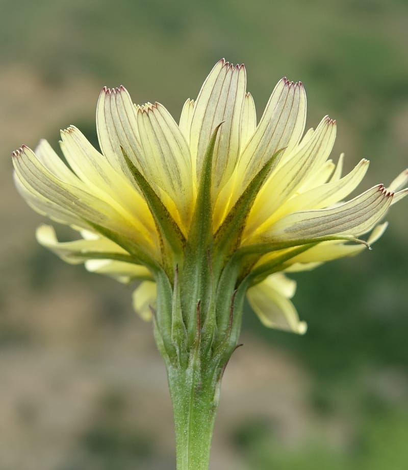 Microseris nutans, C. Davidson 13583--ID. Boise Co. Scott Mtn. L.O. Rd. 25 May 2017. DSC00708. JPG (234).JPG