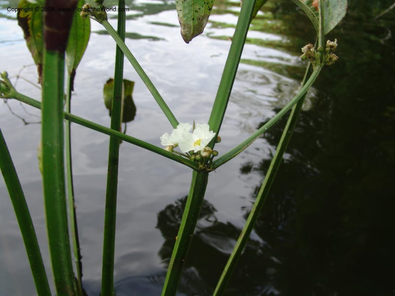 Echinodorus paniculatus, AAraujo-M.1115--Bolivia. Pq. Nac. Madidi. Laguna Chalalan. 26 Nov 04. 027.jpg