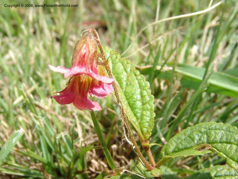 Hermannia woodii--So.Africa. KZN. Midl. Meand. Granny Mouse. 13 Mch 05. 165.jpg