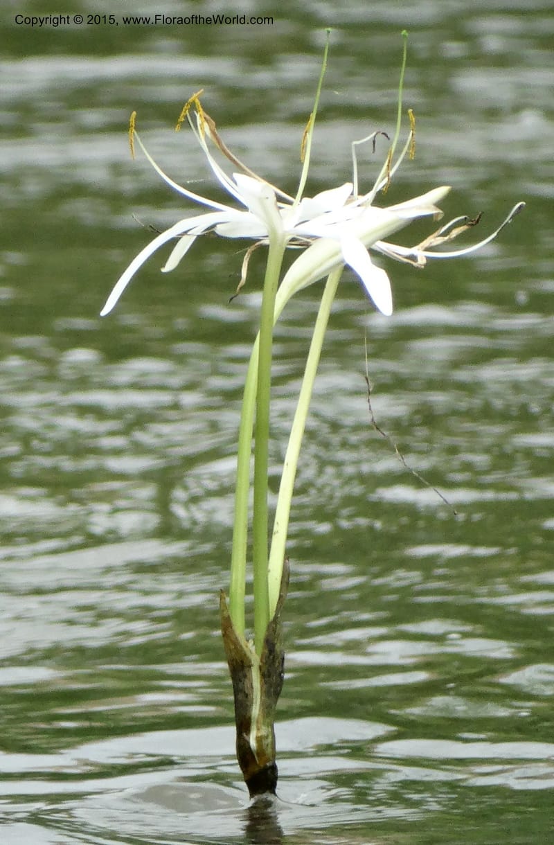 Crinum natans, Elias Ndive 189--Cameroon. Kumba River, Kumba. 23 Mar 2014. DSC03541 (21).JPG