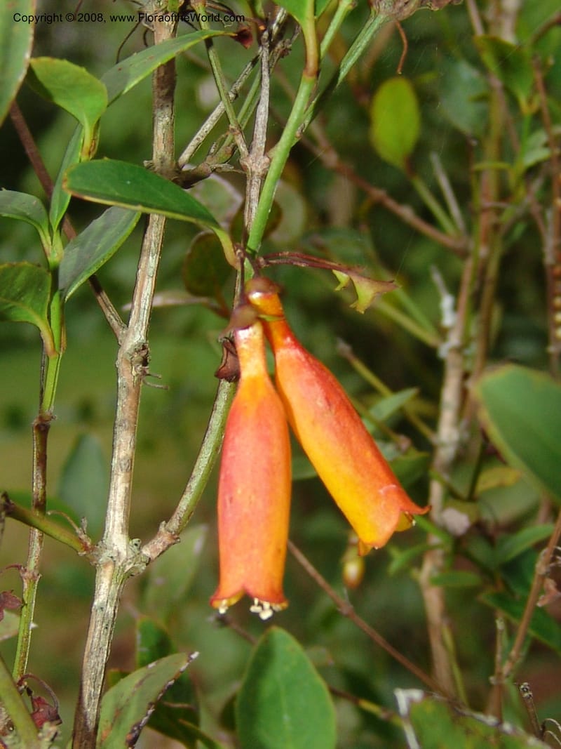 Halleria elliptica, W195--So. Africa. Mpumalanga. Karino, Whyte Thorne Garden. 14 Mch 05. 085.jpg
