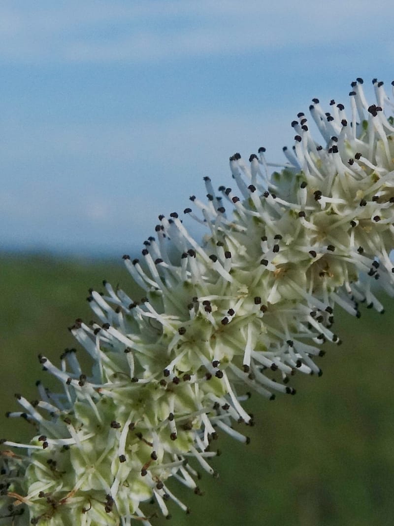 Sanguisorba tenuifolia--Japan. Hokkaido. Sarobetsu. 4 Aug 2016. DSC00970 (117).JPG