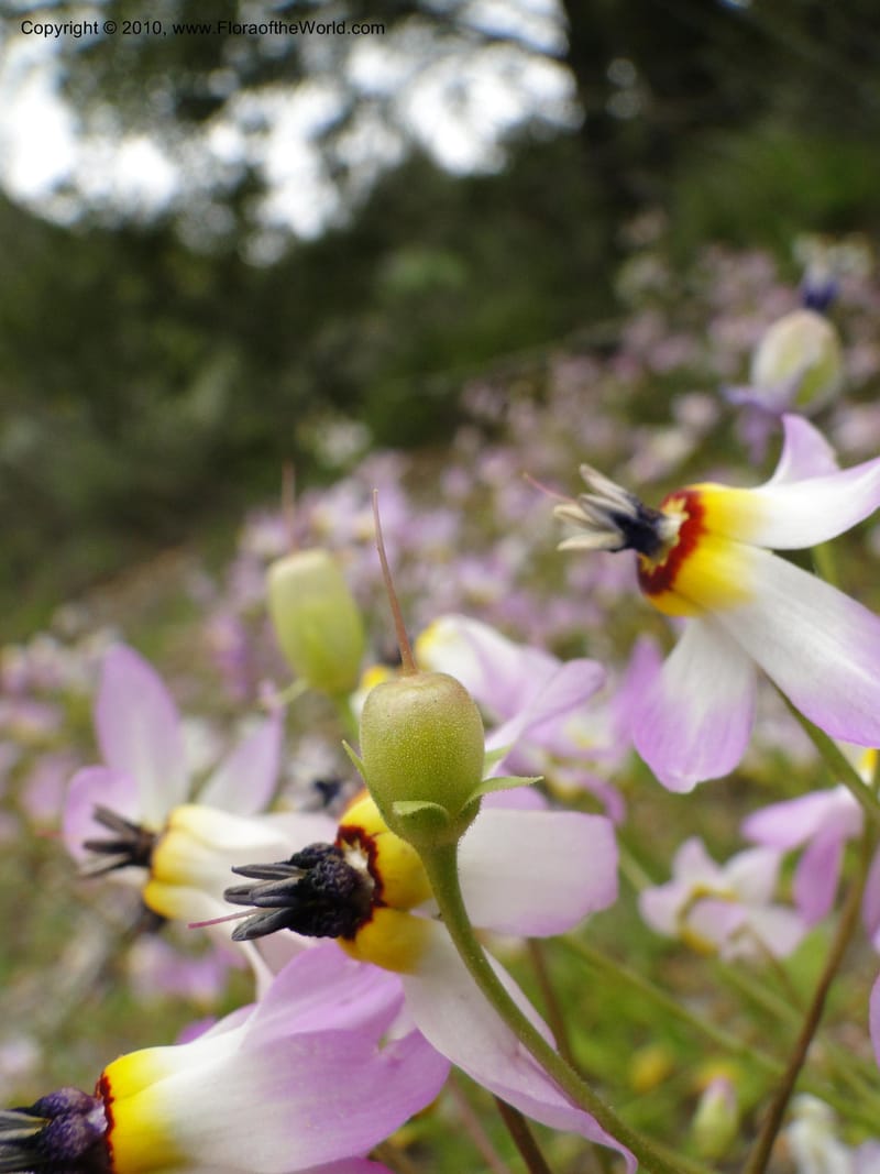 Dodecatheon clevelandii, C. Davidson 11728--California. Santa Barbara Co. 4 April 2010 180 (11).jpg