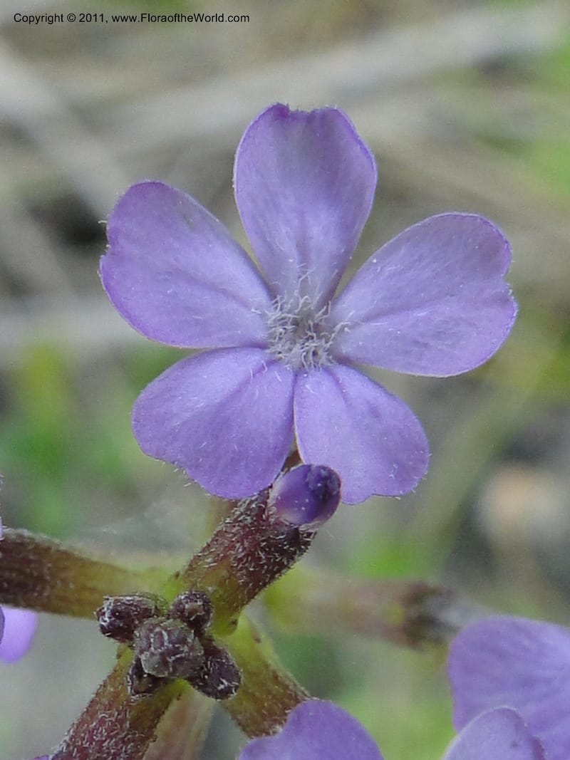 Buchnera americana, Mori, S. 27419, USA, North Carolina, Jones Co, Catfish L Rd 10.5 miles from jct with Hwy 58, E of Maysville, 23 May 2010 (1).JPG