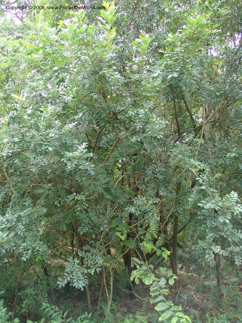 Hippobromus pauciflora--So. Africa. Lowveld Nat. Bot. Gard. 14 Mch 05. 513.jpg