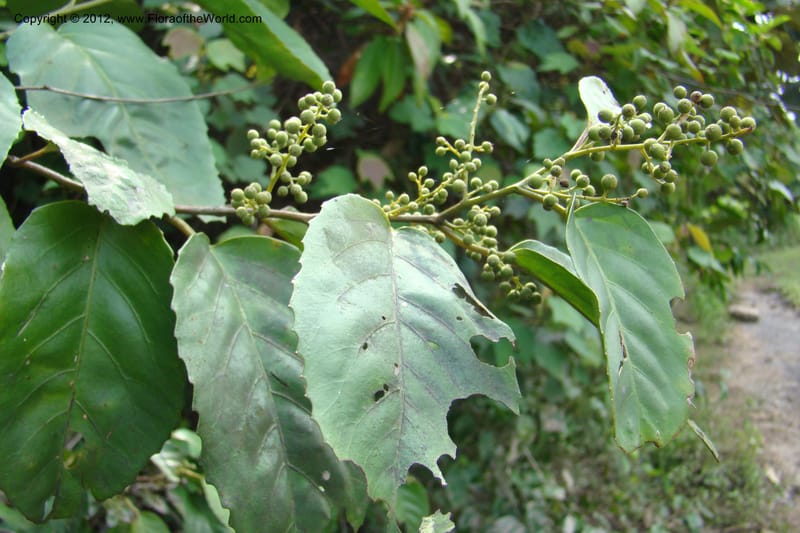 Maesa, Regalado, 1685--Viet Nam. Quang Tr Prov. Dakrong Distr. DaKrong. 11 Apr 09. 030.jpg
