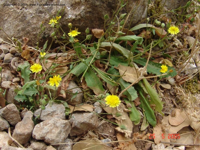 Crepis cretica Area --Crete. Ep. Kisamos. Sirikari Gorge. 25 May 05.  369.jpg
