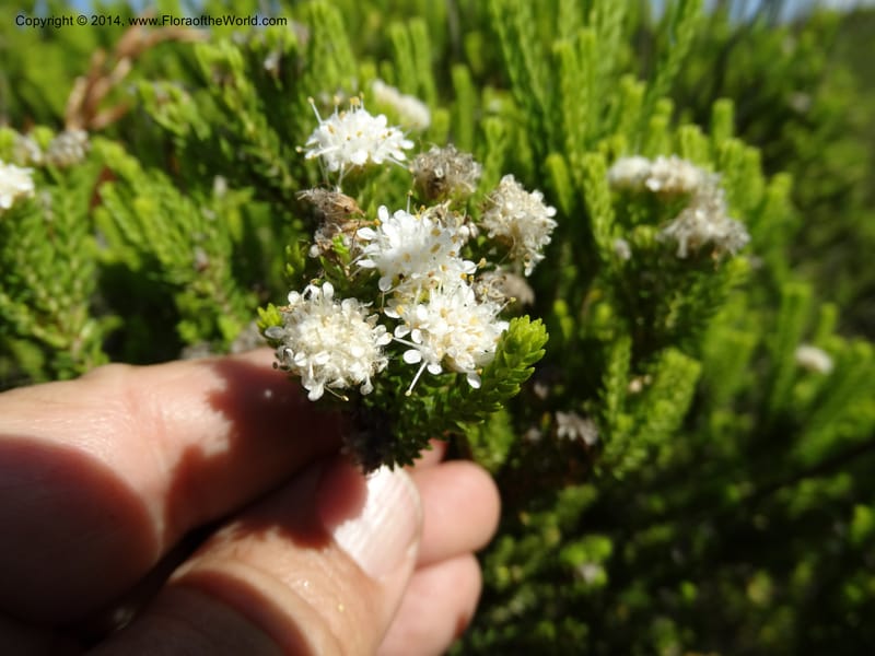 Agathosma collina, Davidson, C 12301--South Africa. Western Cape. De Hoop Nature Res. 22 Jan 2014. DSC01681 (98).JPG