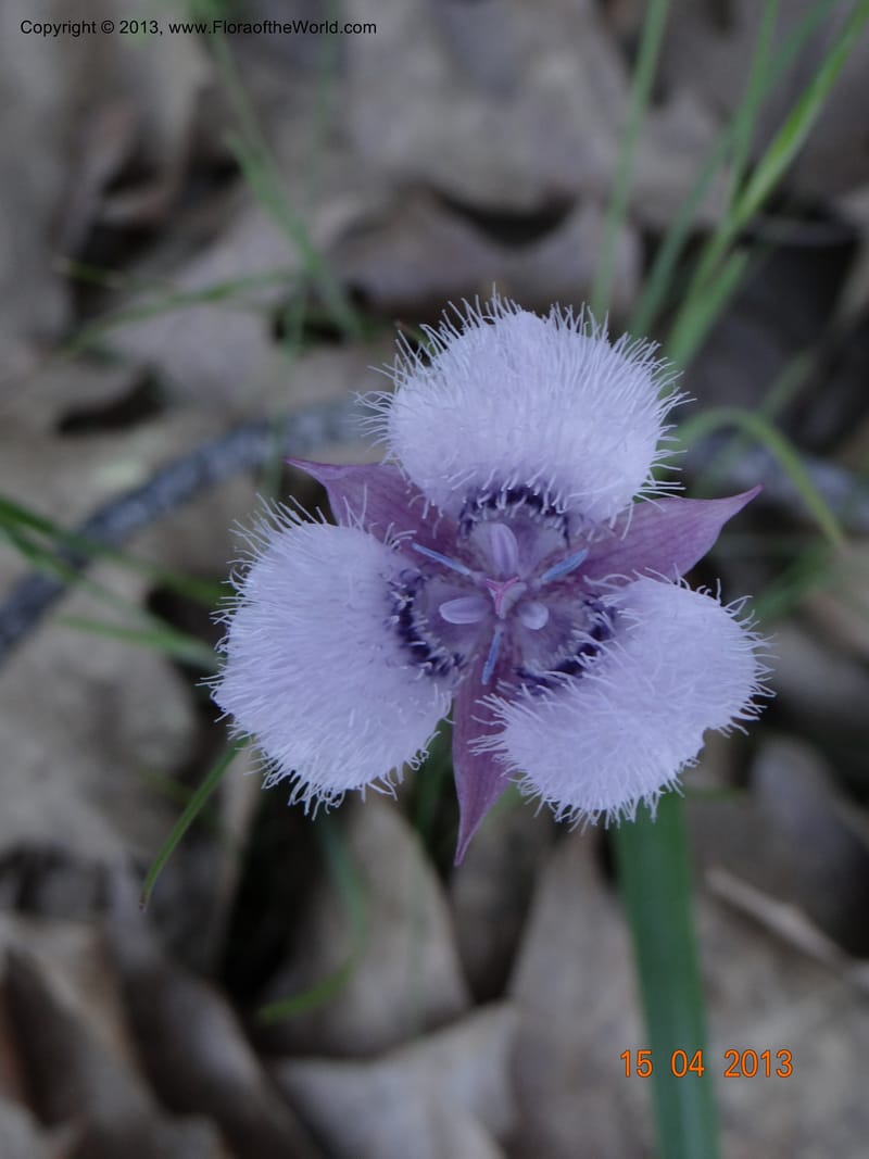 Calochortus coeruleus, Davidson, C 12122--USA, CA, Shasta Co.  15 Apr 2013  9965 (3).JPG