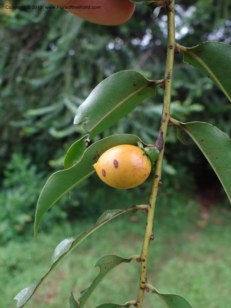 Diospyros, S.98882--Malaysia, Sarawak. Kubah Nat. Park. 28 Mar 2012. DSC05973 (49).JPG