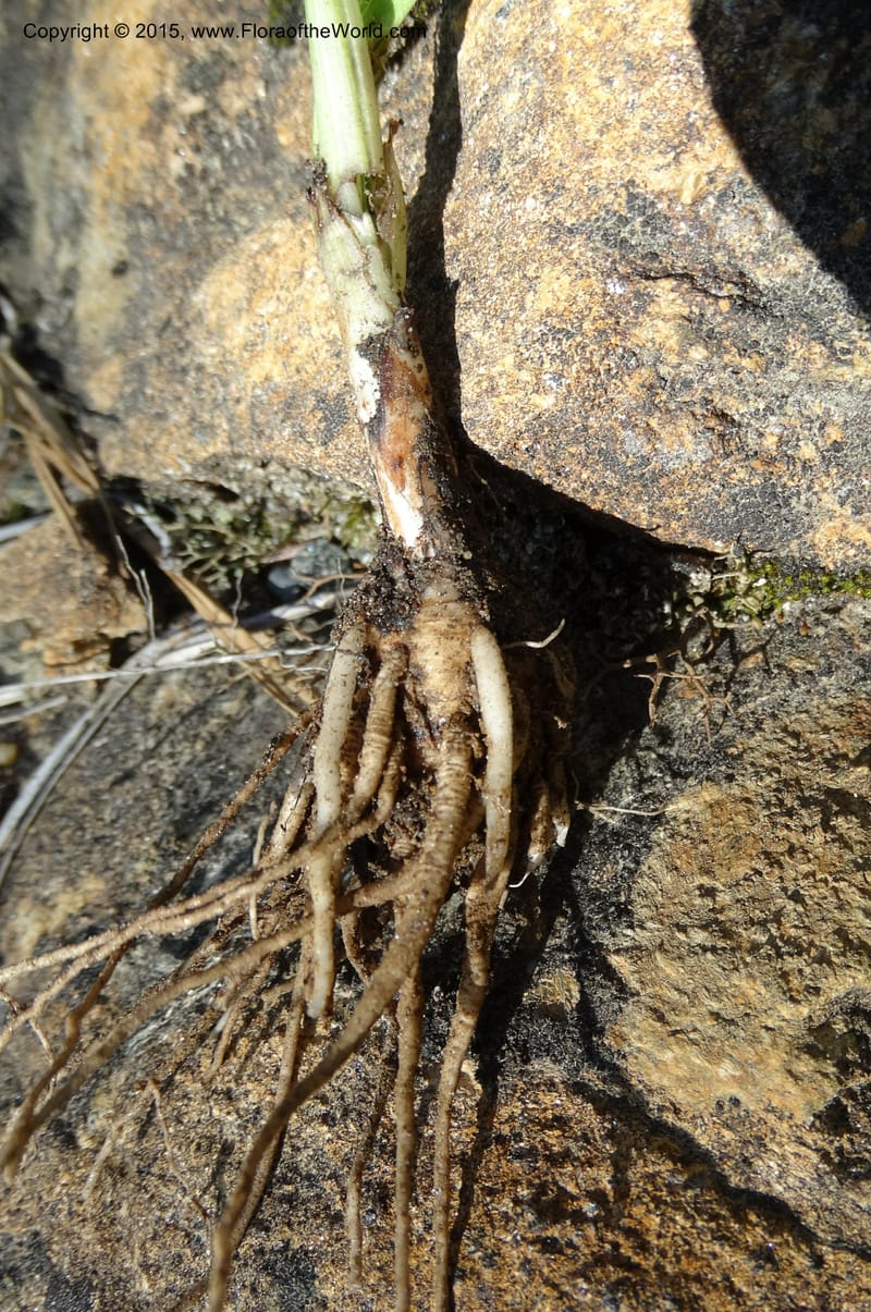 Hypoxis hirsuta, Davidson, C 12977--North Carolina. Clay Co. Buck Cr. 13 May 2015. DSC04619 (187).JPG