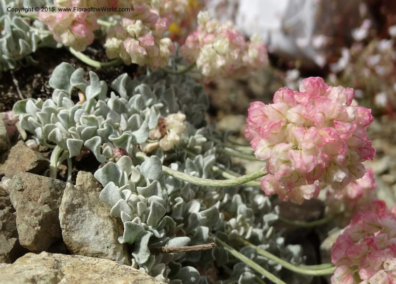 Eriogonum ovalifolium var. nivale, Davidson, C 12594--ID. Idaho Co. Seven Devils Camp Ground. 15 Jul 2014. DSC00113 (232).JPG