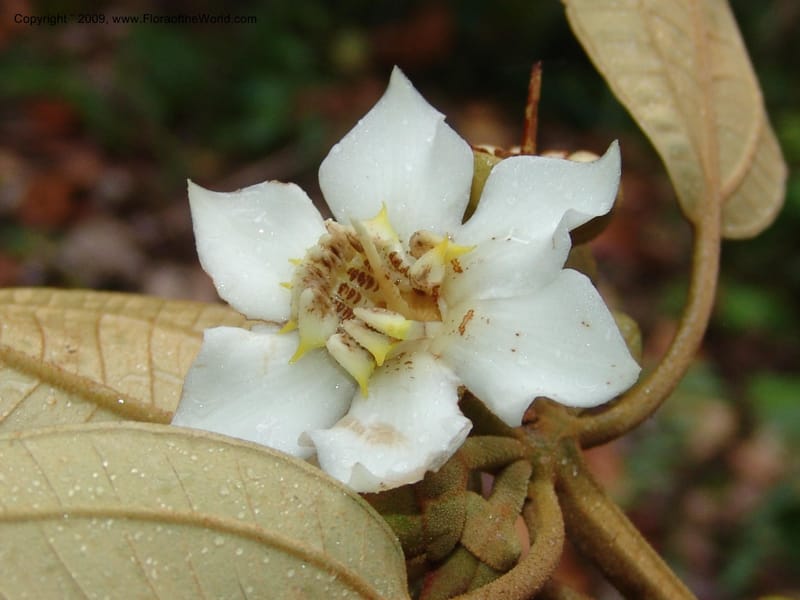 Blakea, DNeill15917--Ecuador. Prv. Zam. Ch. C del Condor. Wawaime plot. 22 Sep 07. 428.jpg
