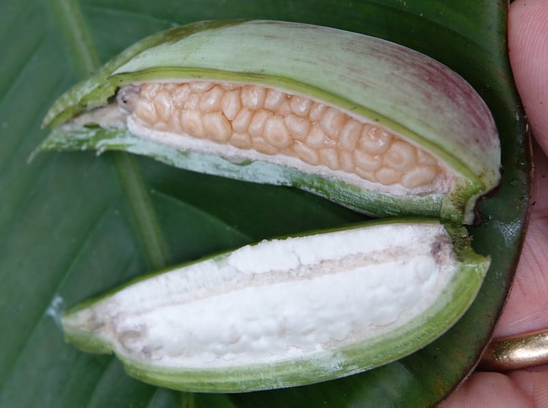 Musa formosana, Chung Kuo-Fang 3351--Taiwan. Wulai Distr. Wulai village. Hsing Hsian Trail. 19 May 2016. DSC03046 (146).JPG