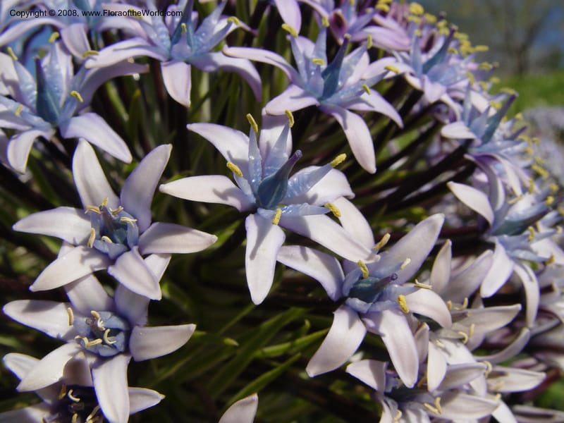 Scilla peruviana, 1999.1461--Spain. Barcelona Botanic Garden. 19 Apr 04. 038.jpg