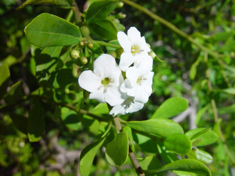 Bourreria cassinifolia--FL. Fairchild Tropical Gard. 8 Apr 03. 243.jpg