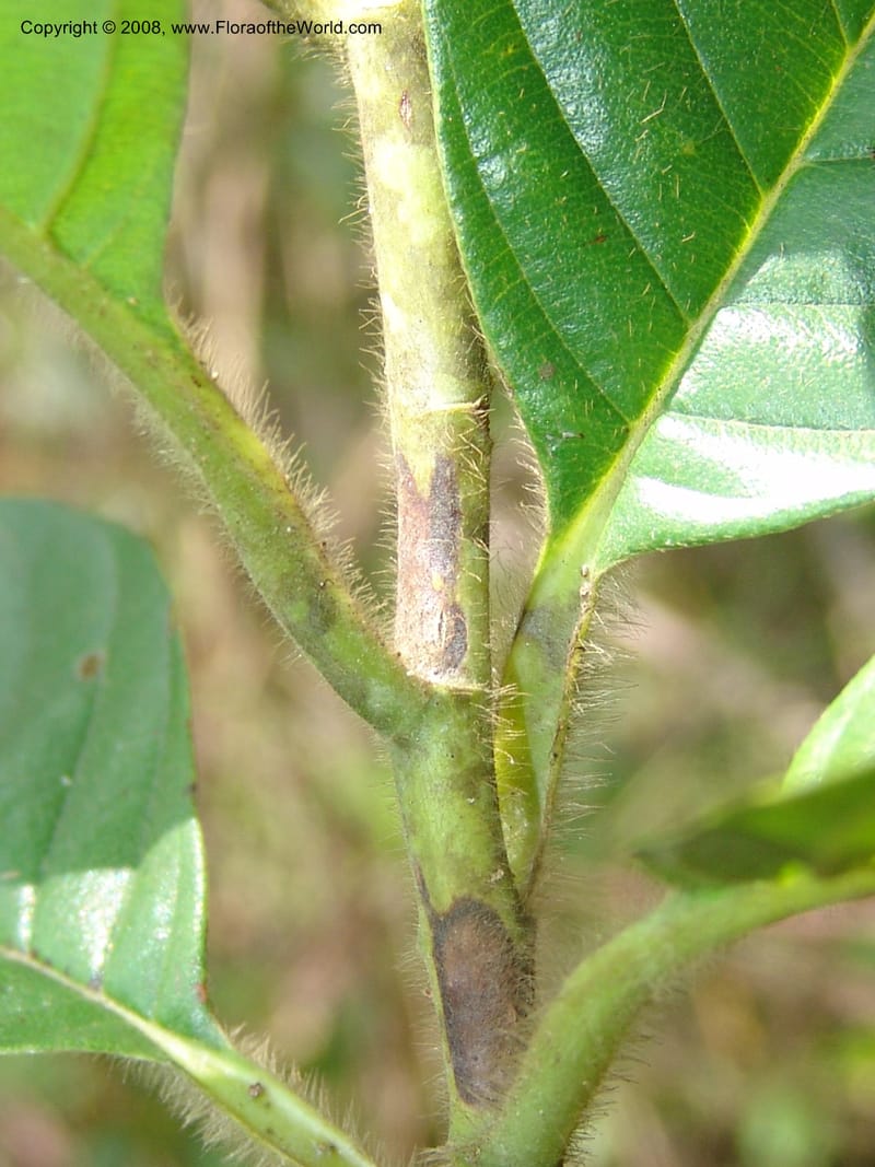 Tetracera, MLeal1145--Gabon. Prov. Ogooue-Iv. Res. Lope. Sommet Main. 19 Apr 06. 281.jpg