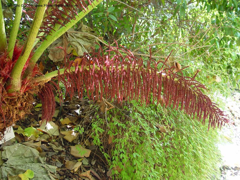 Gunnera killipiana, 76.0575--CA. UC Berkeley Bot. Garden. 19 Sep 03. 105.jpg