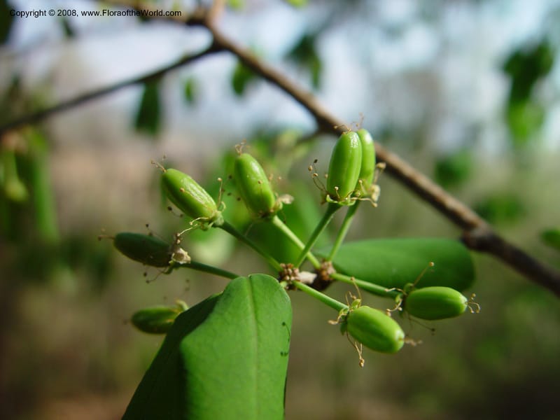 Erythroxylum havanense--Costa Rica. Palo Verde Biol. Sta. 30 Mch 03. 016.jpg