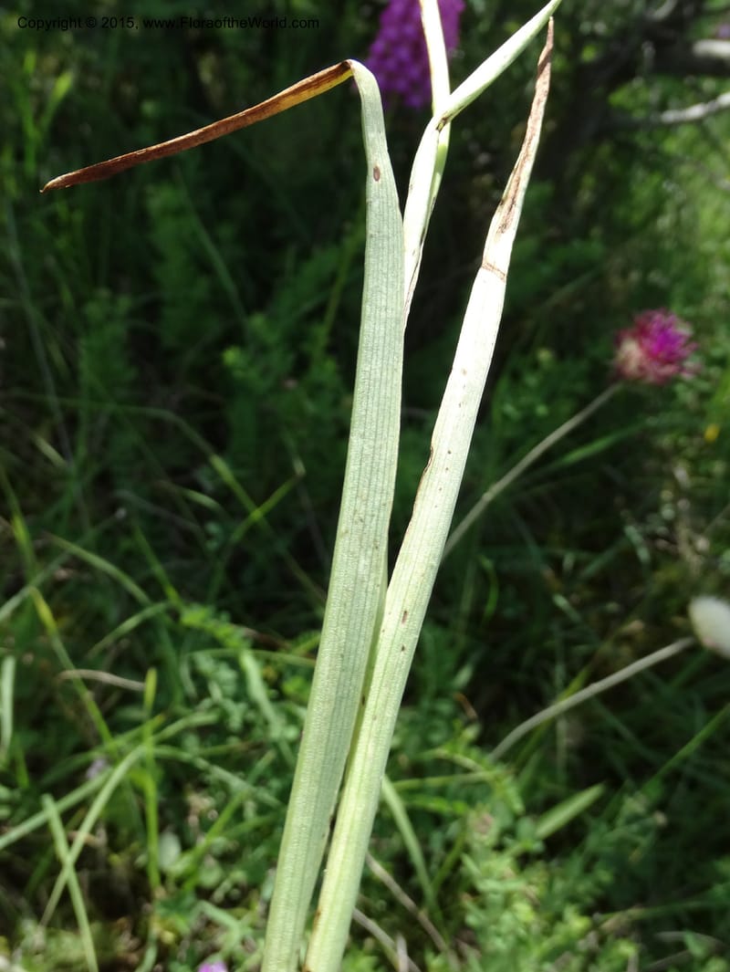 Anacamptis pyramidalis, Davidson, C 12453--Georgia (Caucasus). Shio Mgvime. 7 Jun 2014. DSC07779 (40).JPG