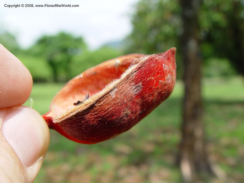 Sterculia tragacantha--Cameroon. Limbe Botanic Garden. 4 Dec 03. 199.jpg
