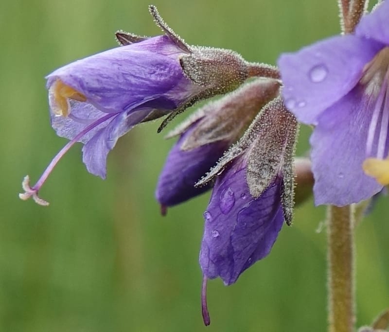 Polemonium occidentale, C. Davidson 13641--ID. Fremont Co. Duck Cr. Ranch. 16 Jun 2017. DSC01937 (96).JPG