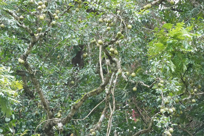 Irvingia gabonensis, C. Davidson 13929--Gabon. Missome Village. 31 Oct 2018. DSC00817 (89).JPG