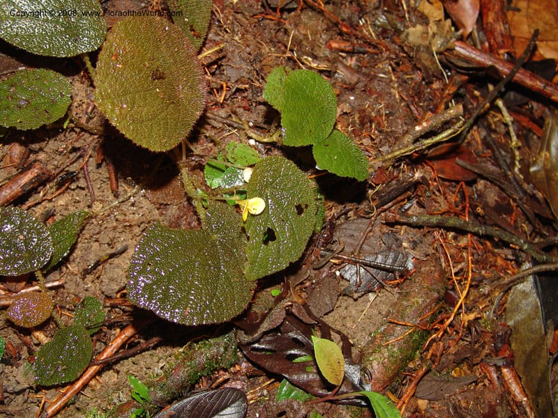 Begonia, MLeal1069--Gabon. Prov. Estuaire. Monts de Cristal. 13 Apr 06. 084.jpg