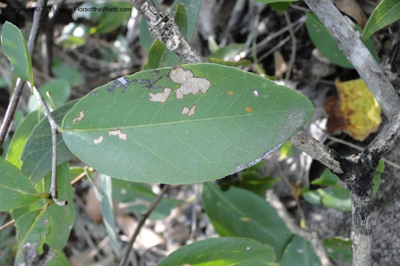 Annona, W. D. Stevens 31159--Paraguay. Edo. Concepcion. Garay Cue. 19 Mar 2011. 564 (3).jpg