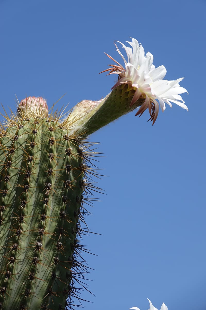 Trichocereus terscheckii--Argentina. Hwy 150, P.N. Ischigualasto. 7 Feb 2018. DSC09079 (27).JPG