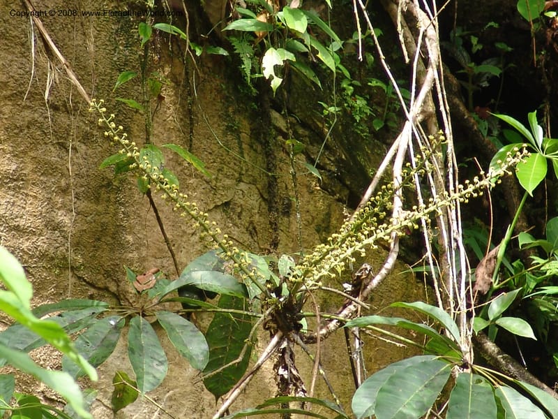 Schefflera, RVasquez32947--Peru. Pillcopata. Qbda Pini Pini. 29 Oct 07. 016.jpg
