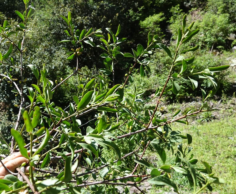 Taxillus delavayi var. delavayi, D. Boufford 43988--China. Sichuan. Yibailingba-gou. 12 Aug 2017. DSC04660 (567).JPG