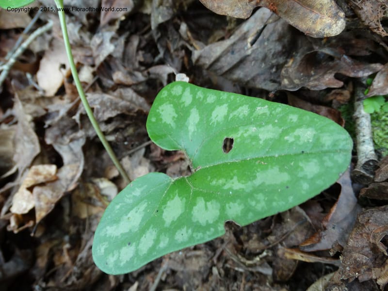 Asarum arifolium, Davidson, C 13035--Georgia. Stephens Co. Panther Cr. 18 May 2015.  (63).JPG