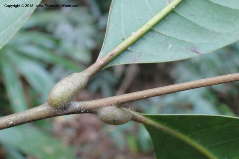 Aglaia, Regalado 1857--Viet Nam. Unknown mountain. 10 May 2011. 115 (16).jpg