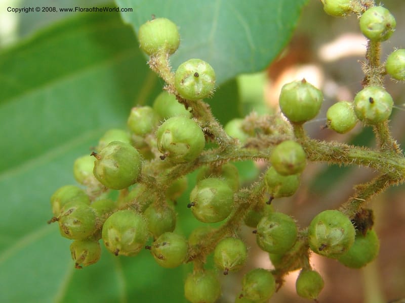 Maesa lanceolata--So.Africa. Mpumal. Buffelskloof Private Nat. Res. 17 Mch 05. 019.jpg
