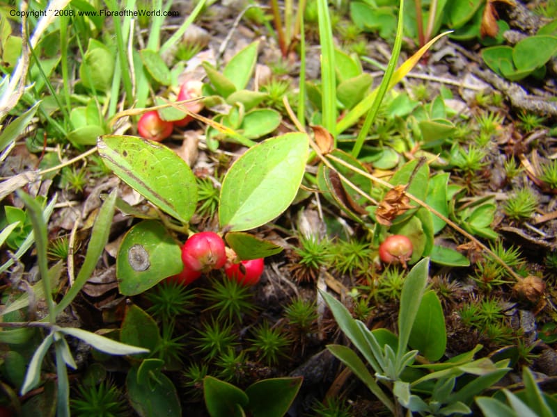 Gaultheria humifusa, CDavidson11280--ID. Idaho Co. Granite Lake. 25 Aug 08. 045.jpg