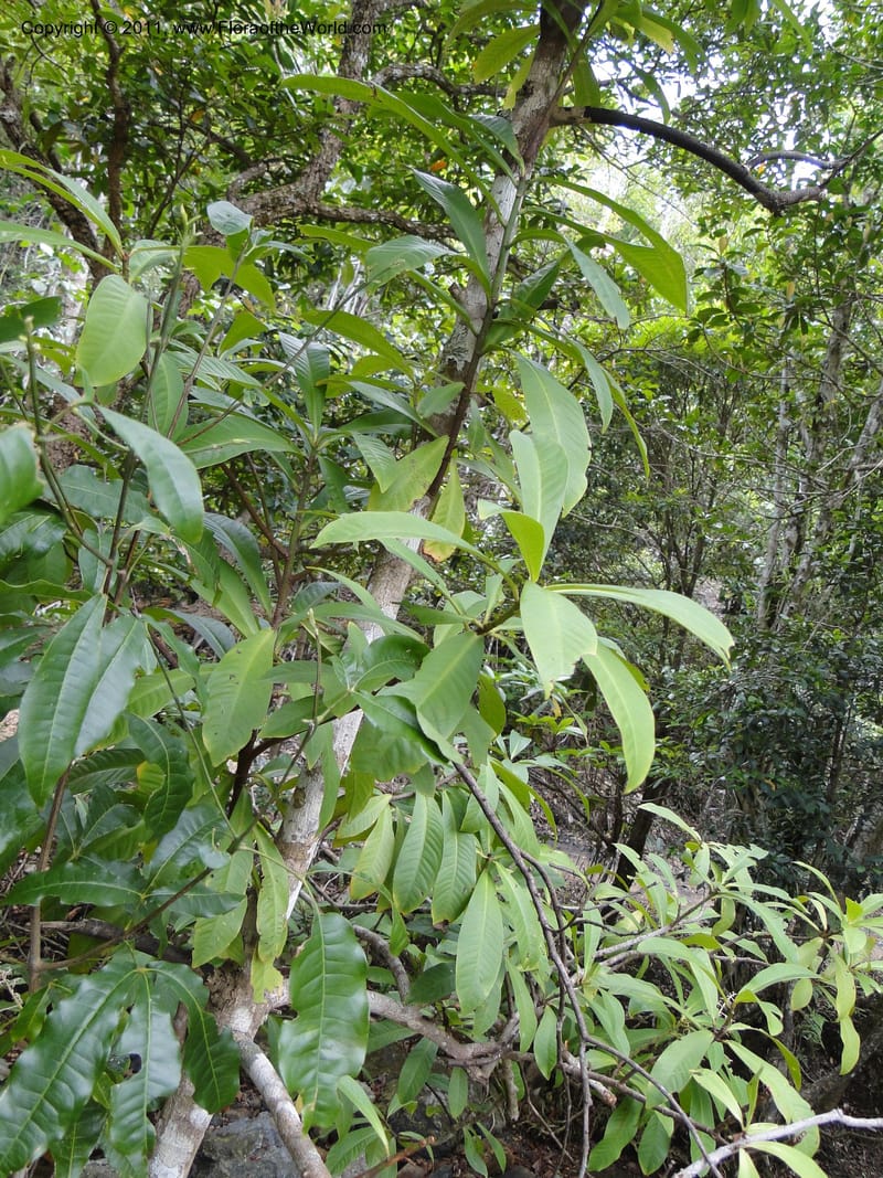 Mammea, M. Callmander 768--New Caledonia. Upper Tene River Valley. 19 Jan 2010. 745 (9).JPG