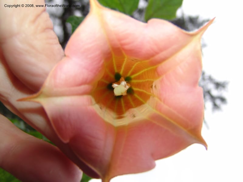 Brugmansia volcanicola--CA. San Francisco Botanical Garden (Strybing Arb.). 30 Mch 06. 273.jpg