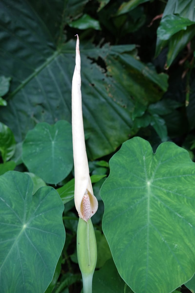 Colocasia formosana, Chung Kuo-Fang 3352--Taiwan. Wulai Distr. Wulai village. Hsing Hsian Trail. 19 May 2016. DSC03046 (204).JPG