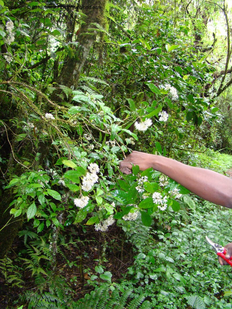 Psychotria, Gereau, R 7011--Tanz. Mbeya Rural Distr. Ngozi Crater. 26 Jan 08. 028 (2).jpg