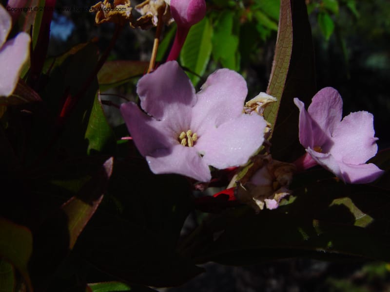 Luculia gratissima. 54.1342--CA. UC Berkeley Bot. Gard. 10 Feb 03. 019.jpg