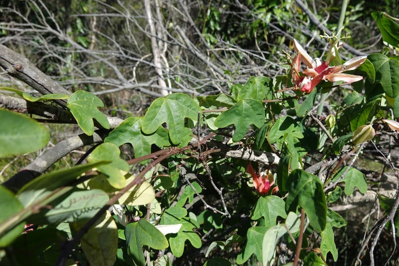 Passiflora aurantia, Davidson, C 13330--Australia. Qld. Jacob's Well. 16 Oct 2016. DSC02498 (99).JPG