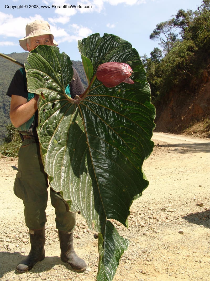 Anthurium gualeanum, Croat93239--Ecuador. Prov. Pichincha. Old hwy Quito to Sto. Domingo.   12 Aug 04. 121.jpg