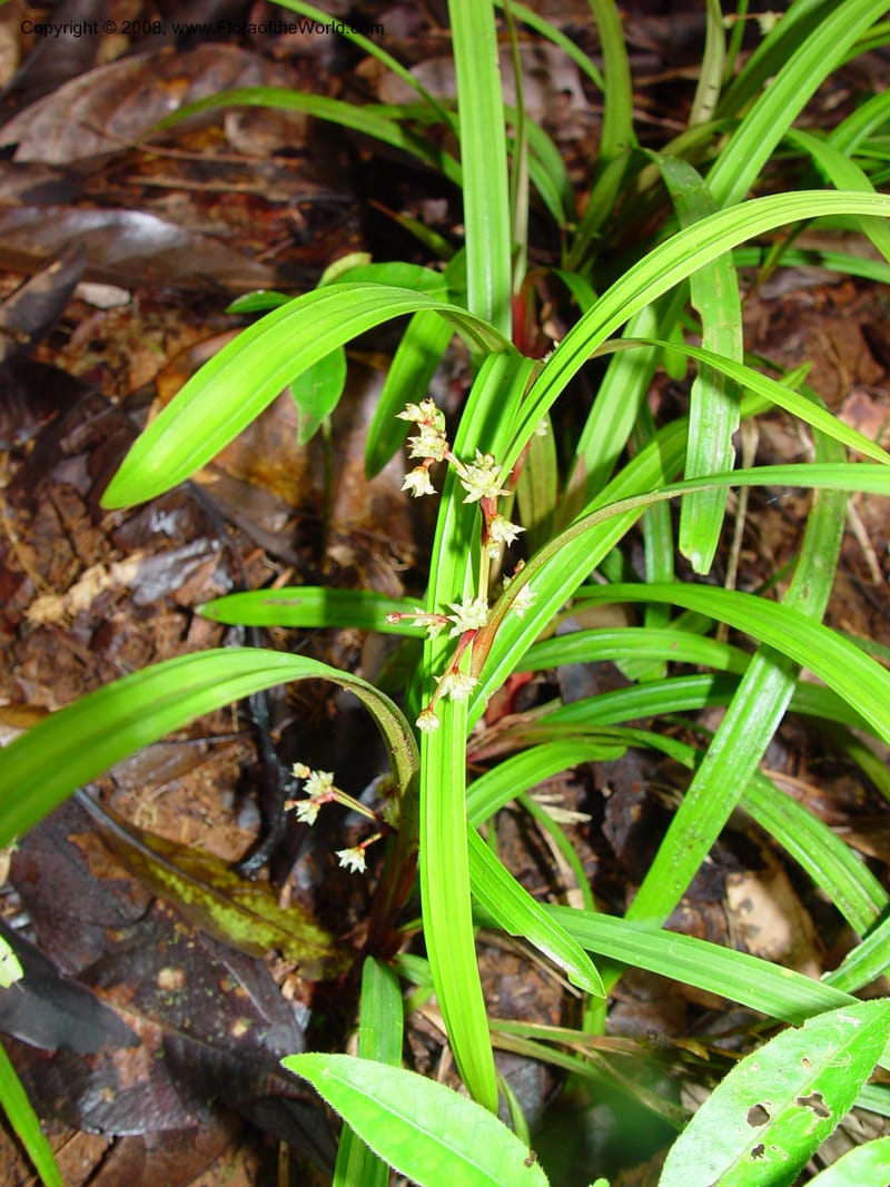Calyptrocarya poeppigiana, JSmith4212--Fr. Guiana. Matoury Mts, near Cayenne. 21 Mch 02. 001.jpg
